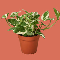 Potted Pothos plant with green and white leaves on a terracotta background from House of Agave.