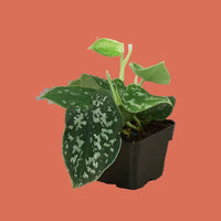 Potted Pothos Satin Plant with green leaves on a terracotta background by House of Agave.
