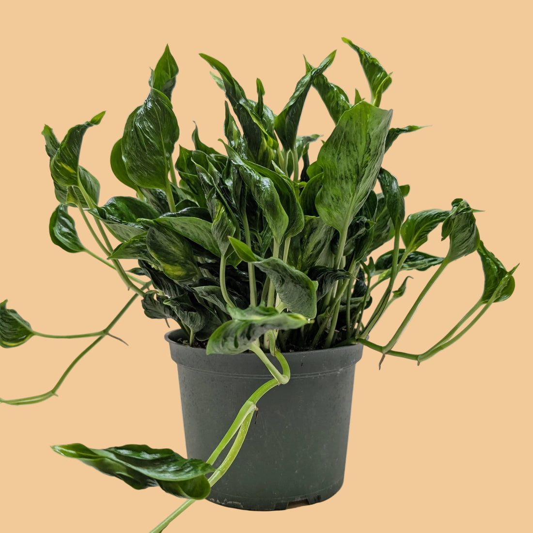 Potted pothos Shangrila plant with dark green curling leaves  from House of Agave on a peach background.