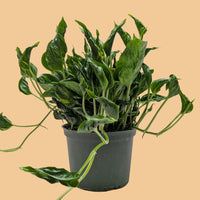 Potted pothos Shangrila plant with dark green curling leaves  from House of Agave on a peach background.