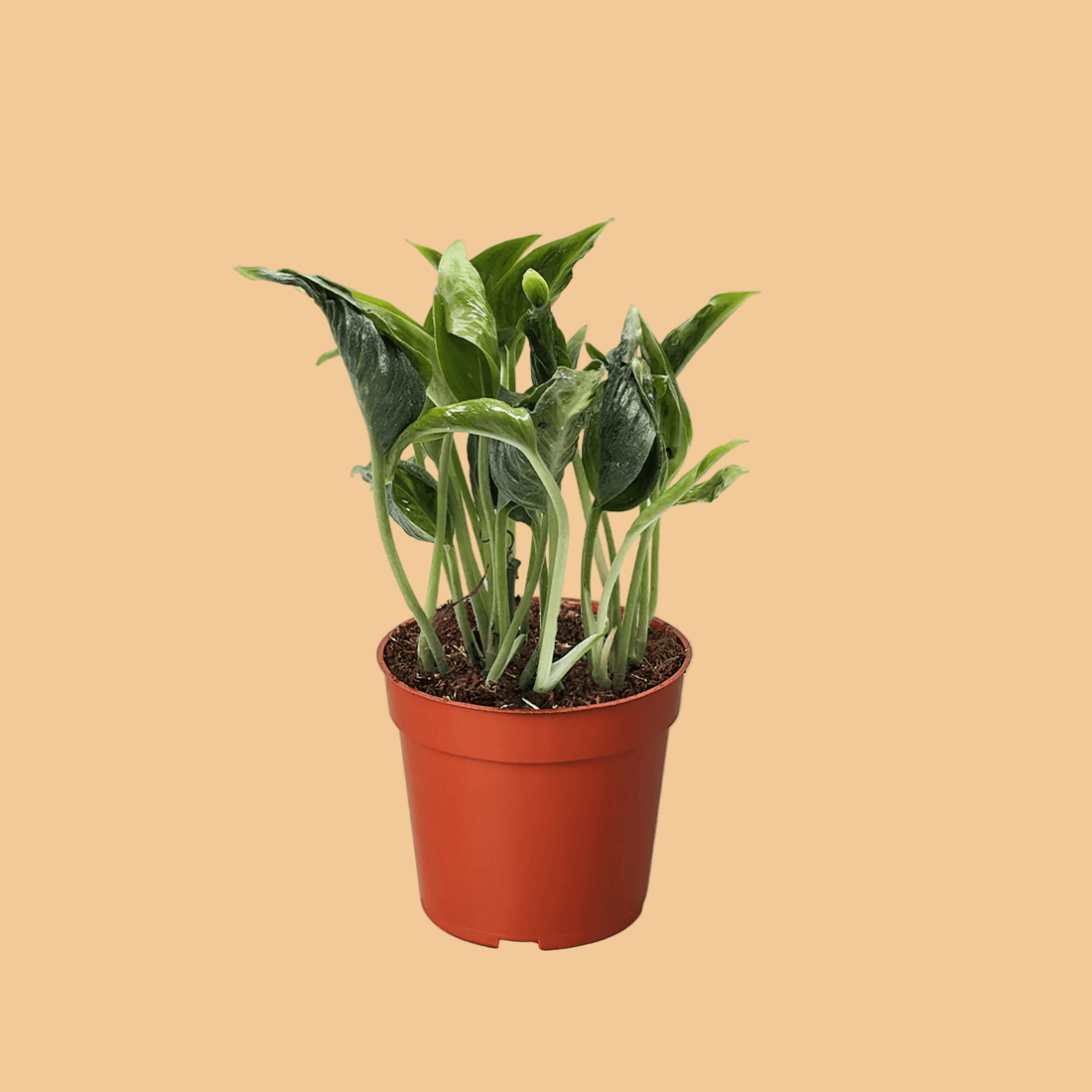 pothos shangri la Pothos Shangri La