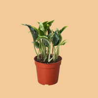 Potted Shangri La Pothos with green leaves on a peach background from House of Agave.
