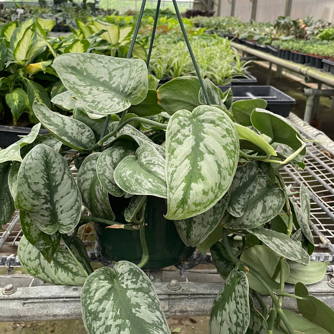 Hanging potted POTHOS SILVER SPLASH Plant in a greenhouse setting with other plants in the background from House of Agave.