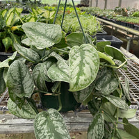 Hanging potted POTHOS SILVER SPLASH Plant in a greenhouse setting with other plants in the background from House of Agave.