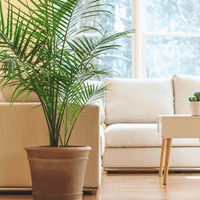 Parlor Palm Plant in a room.