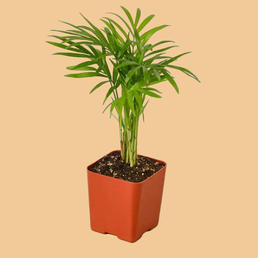 Potted Parlor Palm plant with green leaves in a red pot on a green background from House of Agave. 