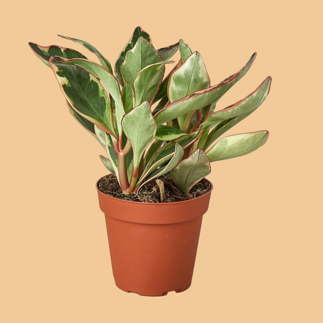 Potted Peperomia Ginny plant with green leaves in a terracotta pot on a white background