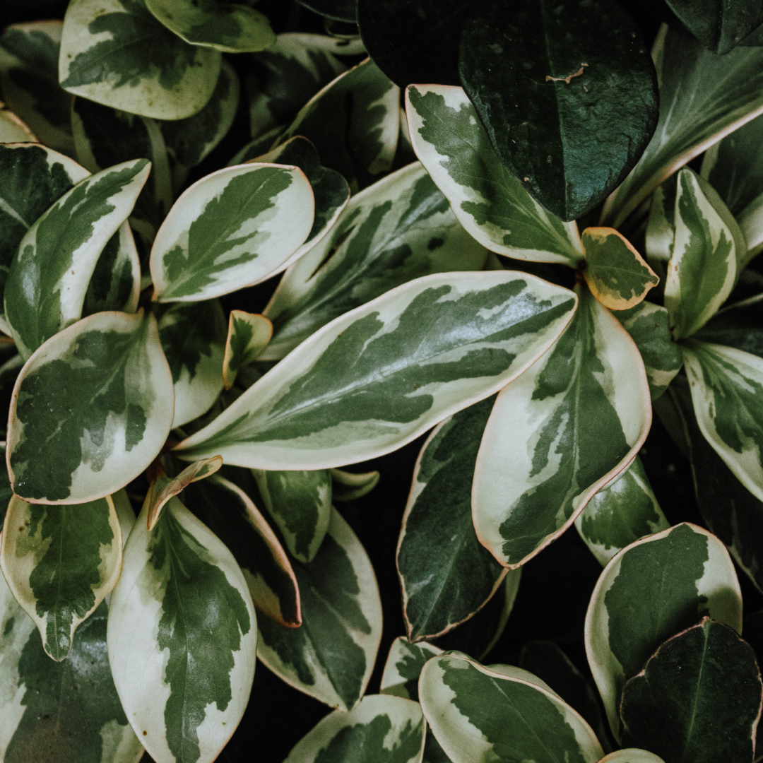 Peperomia Ginny