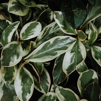 Peperomia Ginny