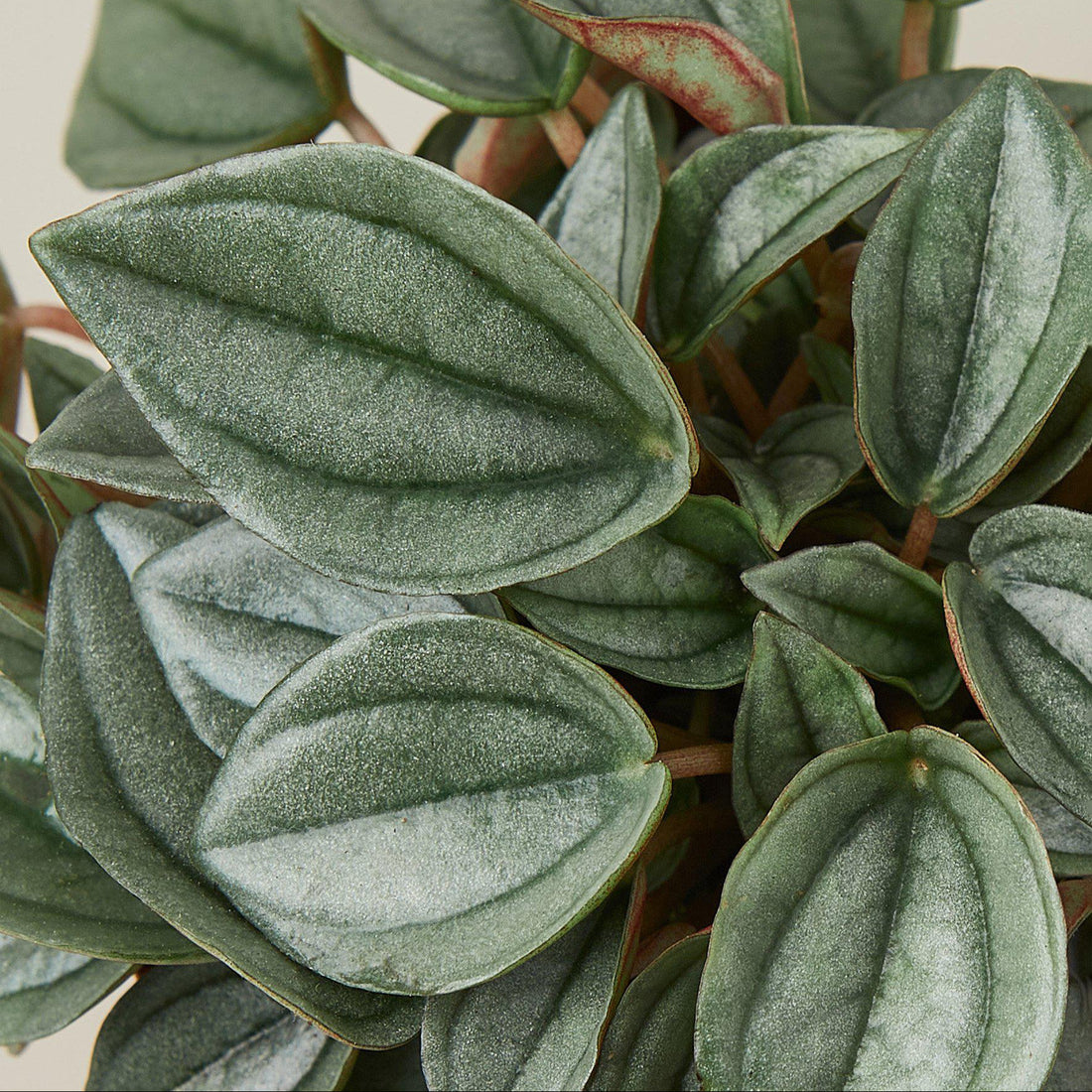 Close-up of a green Peperomia plant with a plain background