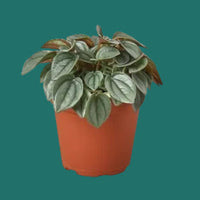 Potted Peperomia plant with green leaves in a terracotta pot.