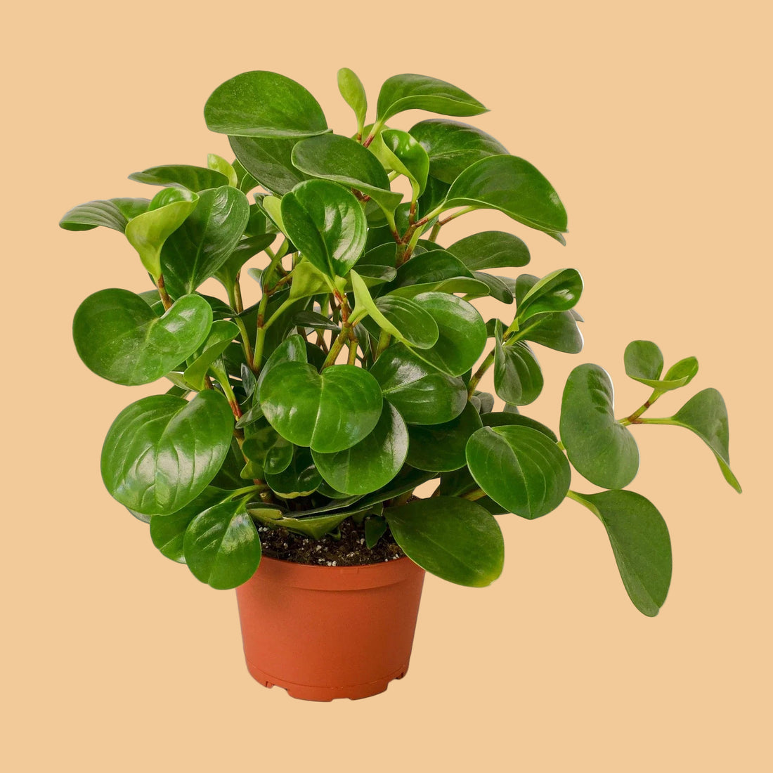 Potted green Peperomia Thailand plant on a peach background from House of Agave.