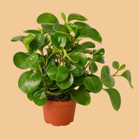 Potted green Peperomia Thailand plant on a peach background from House of Agave.