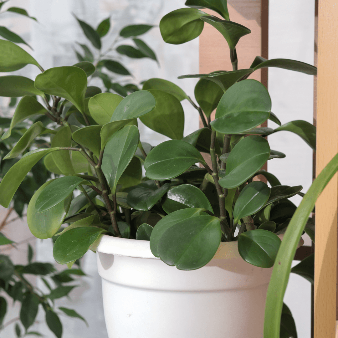 A close-up of a green leafy Peperomia Hope houseplant in a white plastic pot, with glossy oval-shaped leaves and visible stems, photographed indoors against a light background.