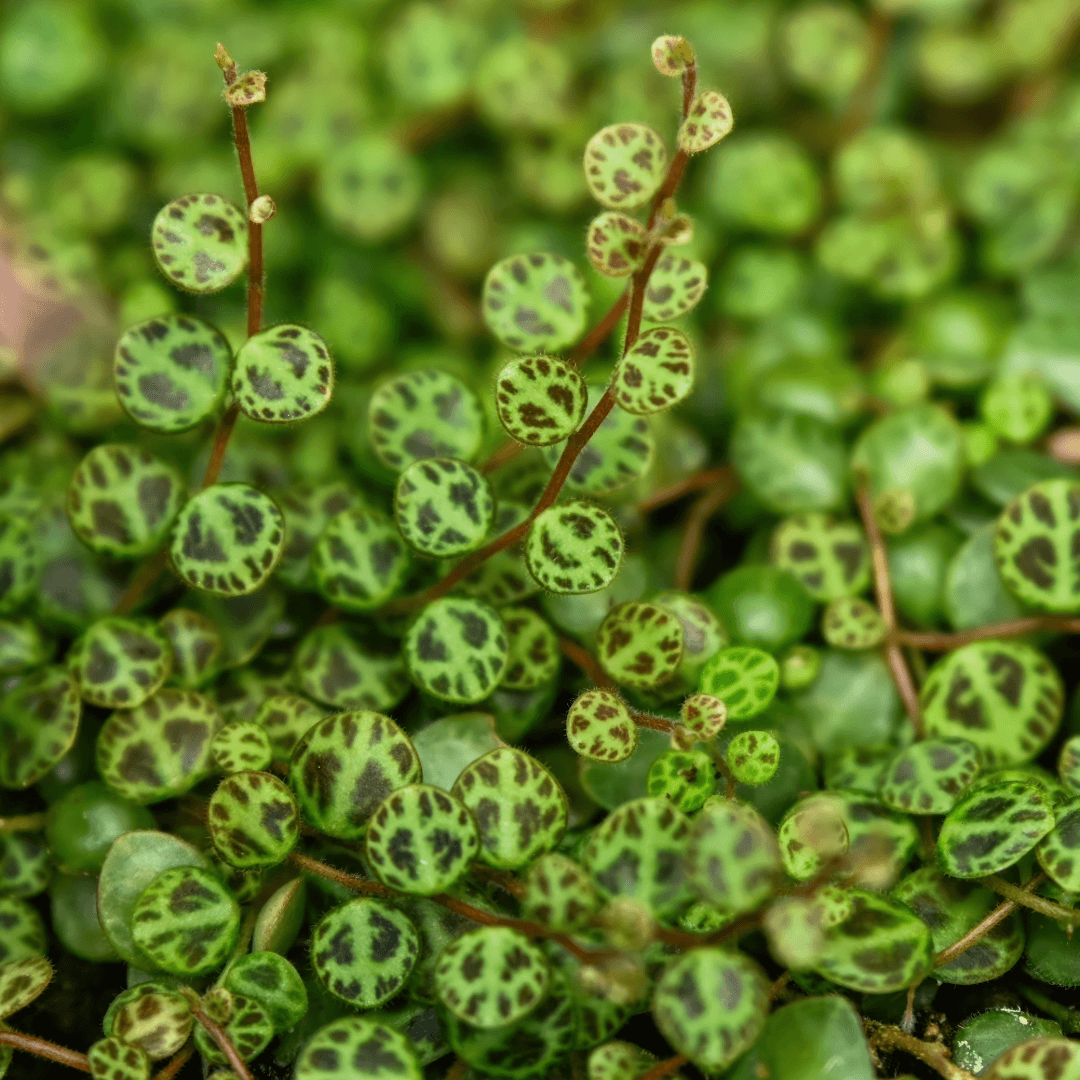 Close-up of a trailing green Peperomia String-of-Turtles plant with small oval leaves patterned in dark green and black, growing densely across the frame.