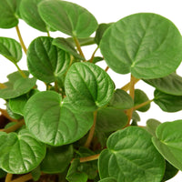 Close-up of a green potted baby rubber plant with heart-shaped leaves on a white background.
