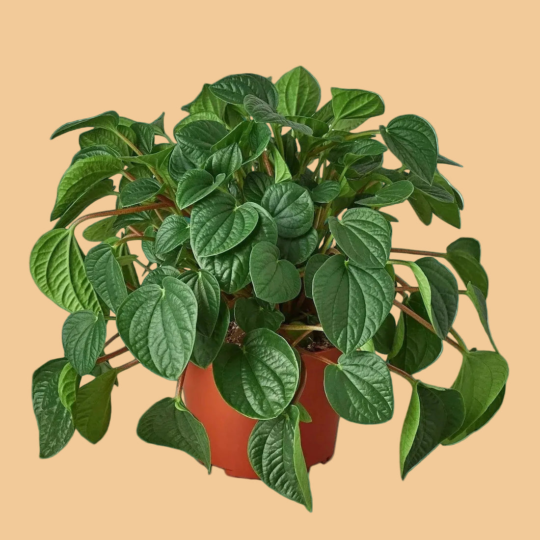 Potted Rana Verde Peperomia plant with green leaves on a green background by House of Agave.
