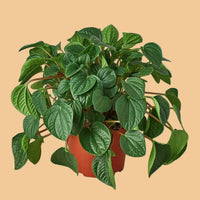 Potted Rana Verde Peperomia plant with green leaves on a green background by House of Agave.