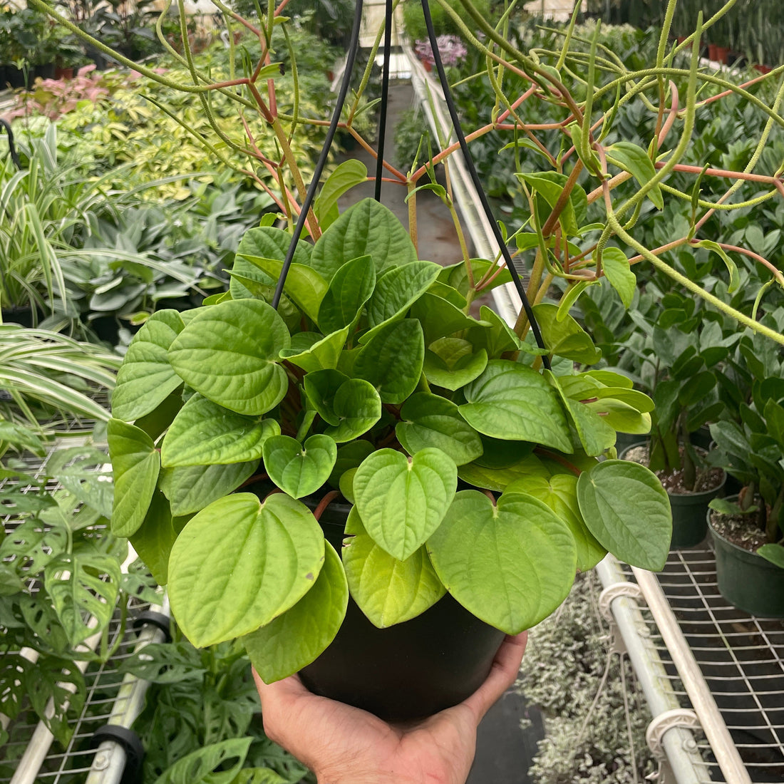 Hand holding a potted Peperomia Rana Verde plant in a greenhouse setting.
