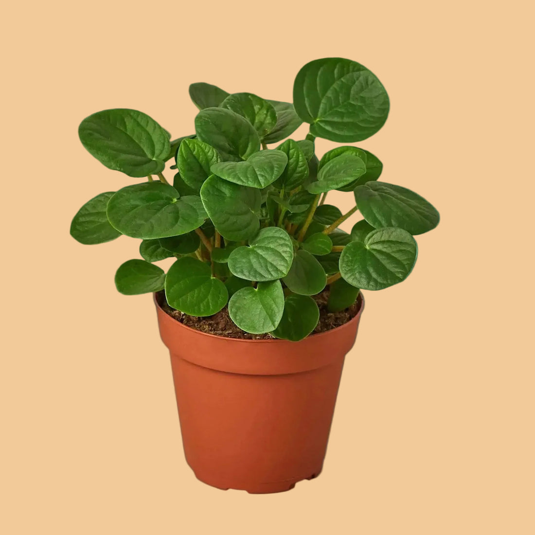 Potted Peperomia Rana Verde plant with green leaves on a green background.
