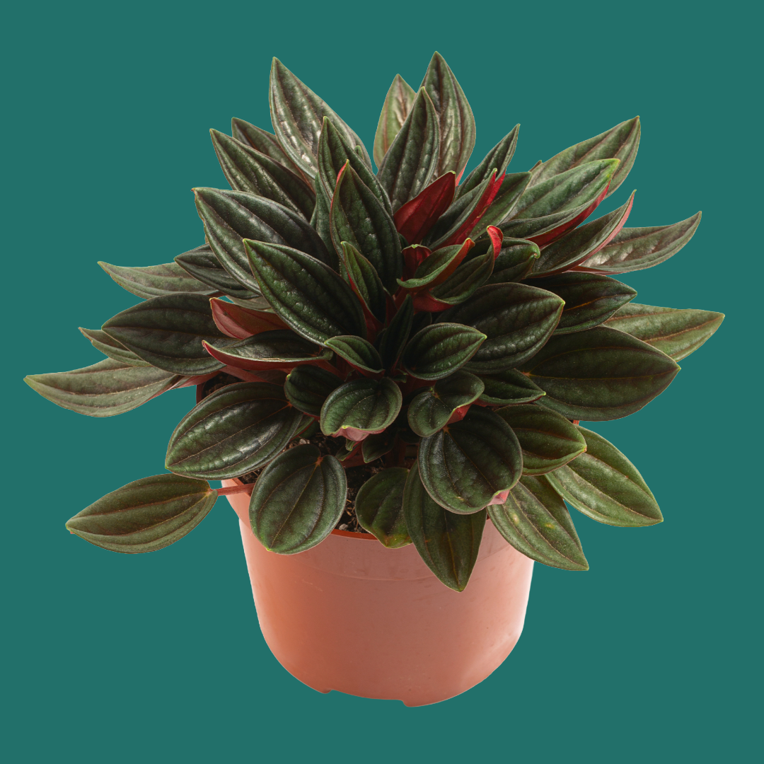 Close up of a bushy green and red leafed Peperomia Rosso plant on a plain background.