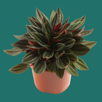Close up of a bushy green and red leafed Peperomia Rosso plant on a plain background.