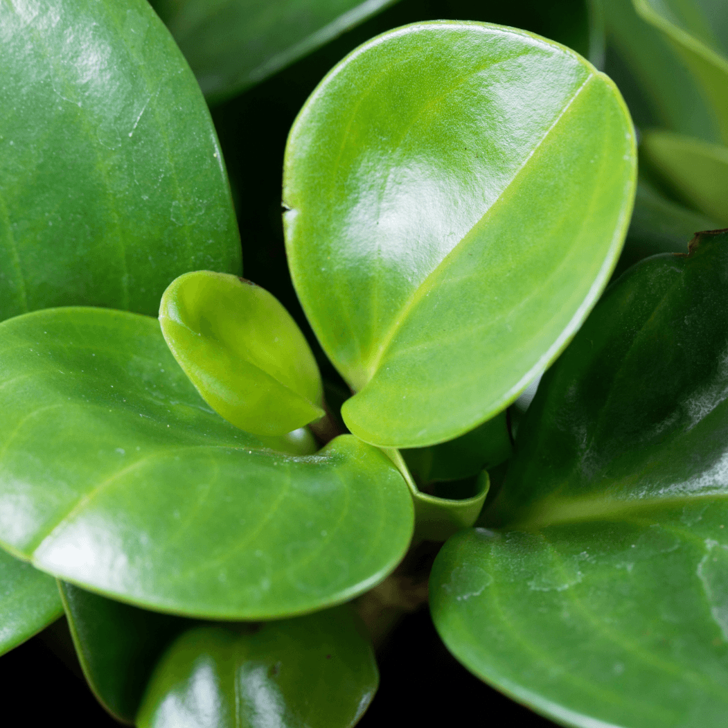 Close-up of glossy green leaves of a Peperomia Obtusifolia houseplant, likely with bright light reflecting off the smooth, waxy surfaces.