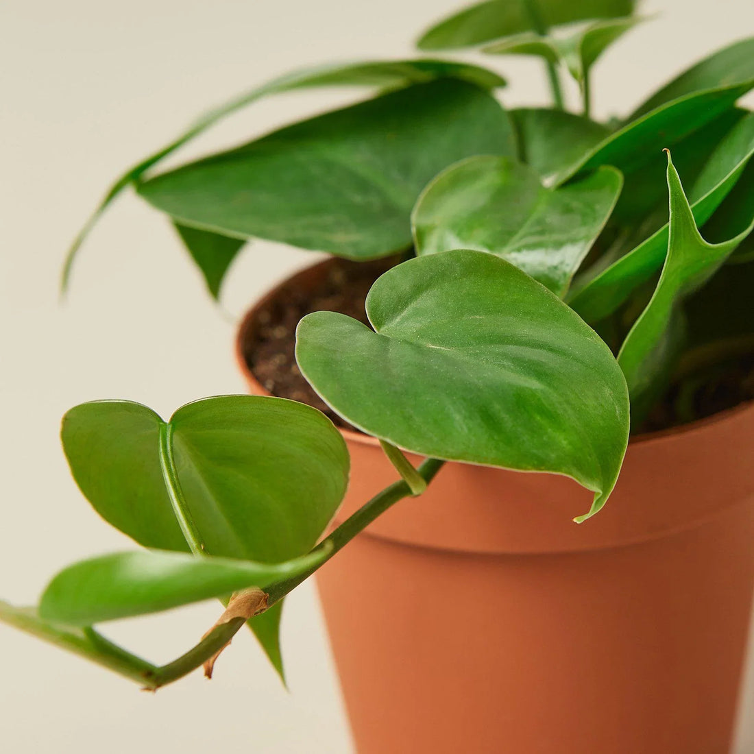 Green potted heartleaf Philodendron plant with heart-shaped leaves on a neutral background by House of Agave.