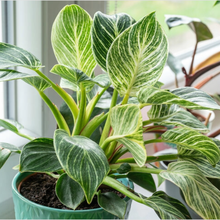 Potted Philodendron Birkin plant with green and white leaves in a room setting