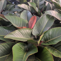 Close-up of a Philodendron Congo Rojo, a green leafy plant with red edges