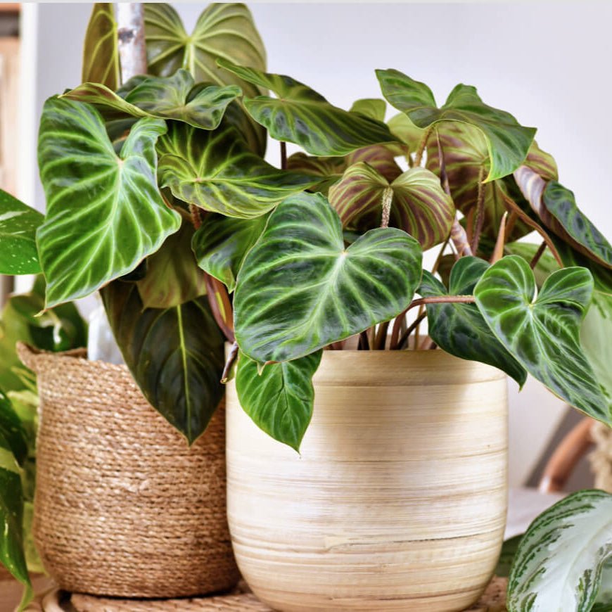 Potted Philodendron Gloriosum houseplants in a home setting with neutral  basket.