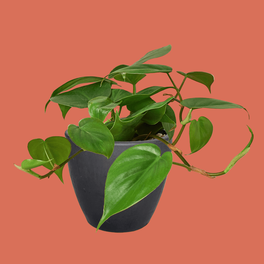 Potted Heartleaf Philodendron plant with green leaves in a black pot on a PLAIN background.