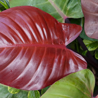 Close-up of a large, glossy red leaf of a Philodendron Red Sun plant with green leaves in the background.