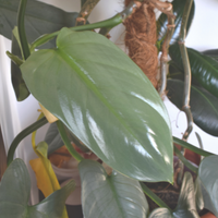 Close-up of a green leafy plant with a blurred background