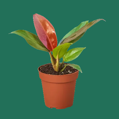 Potted Philodendron Red Sun houseplant with red and green leaves on a green background by House of Agave.