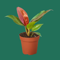 Potted Philodendron Red Sun houseplant with red and green leaves on a green background by House of Agave.