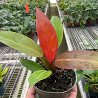 Hand holding a potted Philodendron red Sun plant with red leaves in a greenhouse setting from House of Agave.