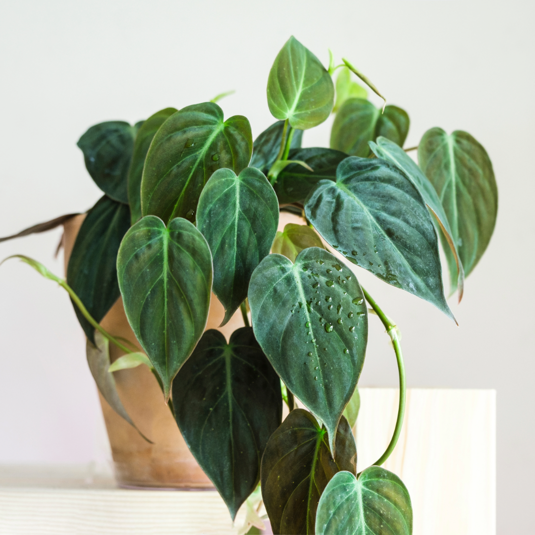 Potted Philodendron Micans plant with green leaves on a light background
