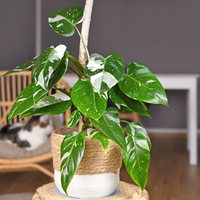 Potted Philodendron White Princess plant with green leaves on a wooden stool in a room setting.