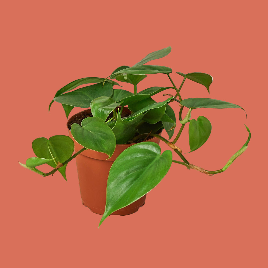 Potted Philodendron plant with green leaves on a terracotta background from House of Agave.