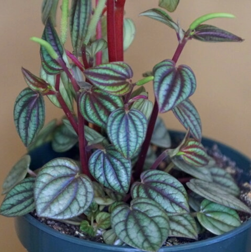Potted Peperomia plant with striped leaves on a plain background