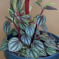 Potted Peperomia plant with striped leaves on a plain background