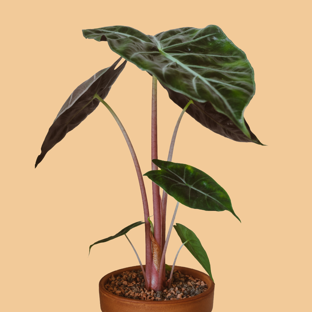 Alocasia Pink Dragon, Alocasia calidora