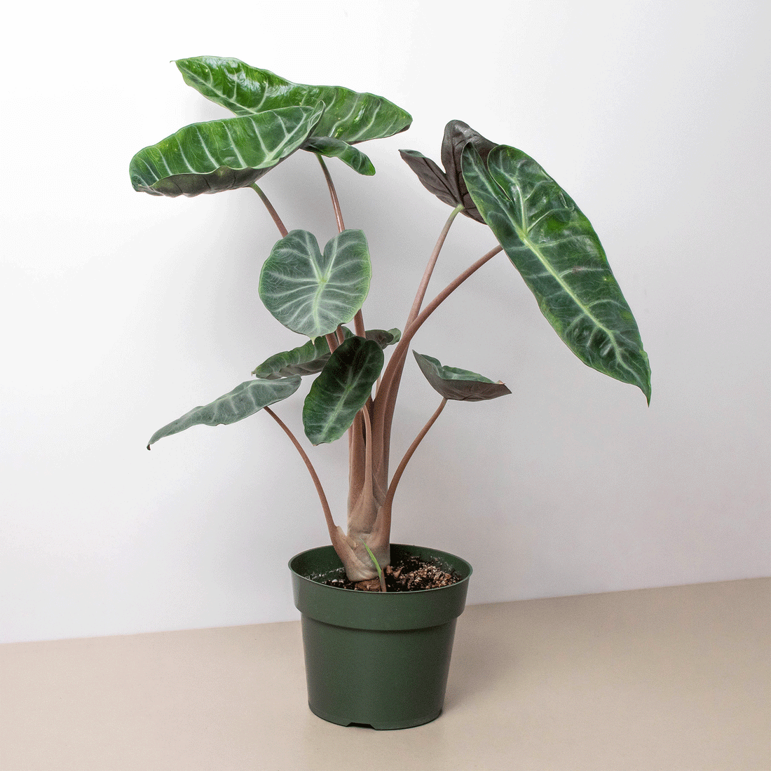 Large green leaves of Alocasia Pink Dragon houseplant on a neutral background from House of Agave. 