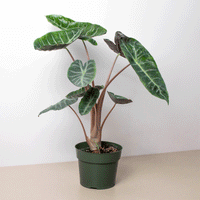 Large green leaves of Alocasia Pink Dragon houseplant on a neutral background from House of Agave. 