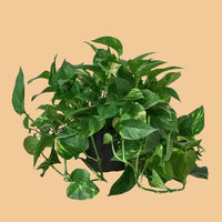 Green potted Golden Pothos plant on a peach background