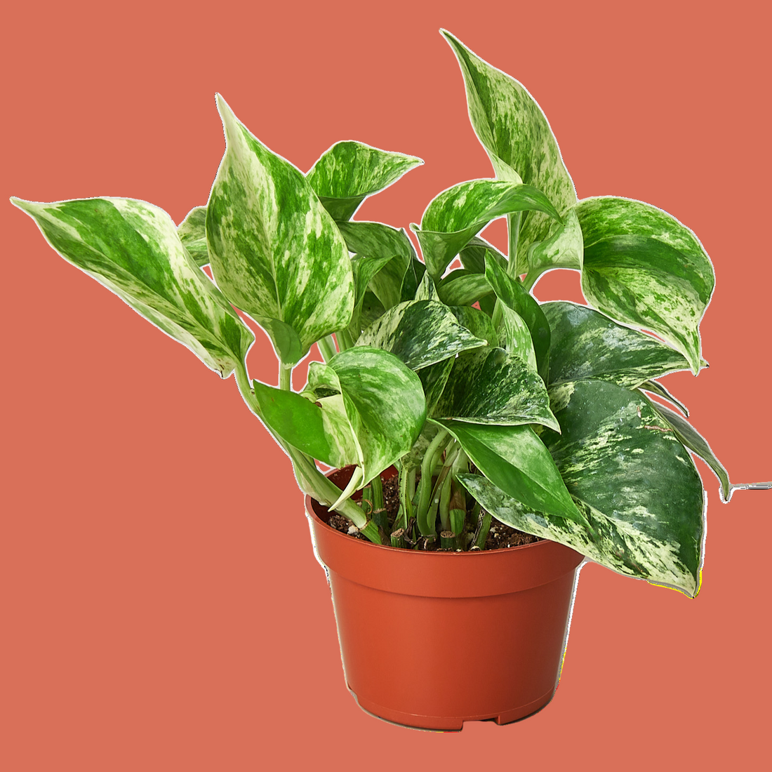 marble queen pothos trailing Marble Queen Pothos – Easy-Care Trailing Plant with White Variegation 3" Pot
