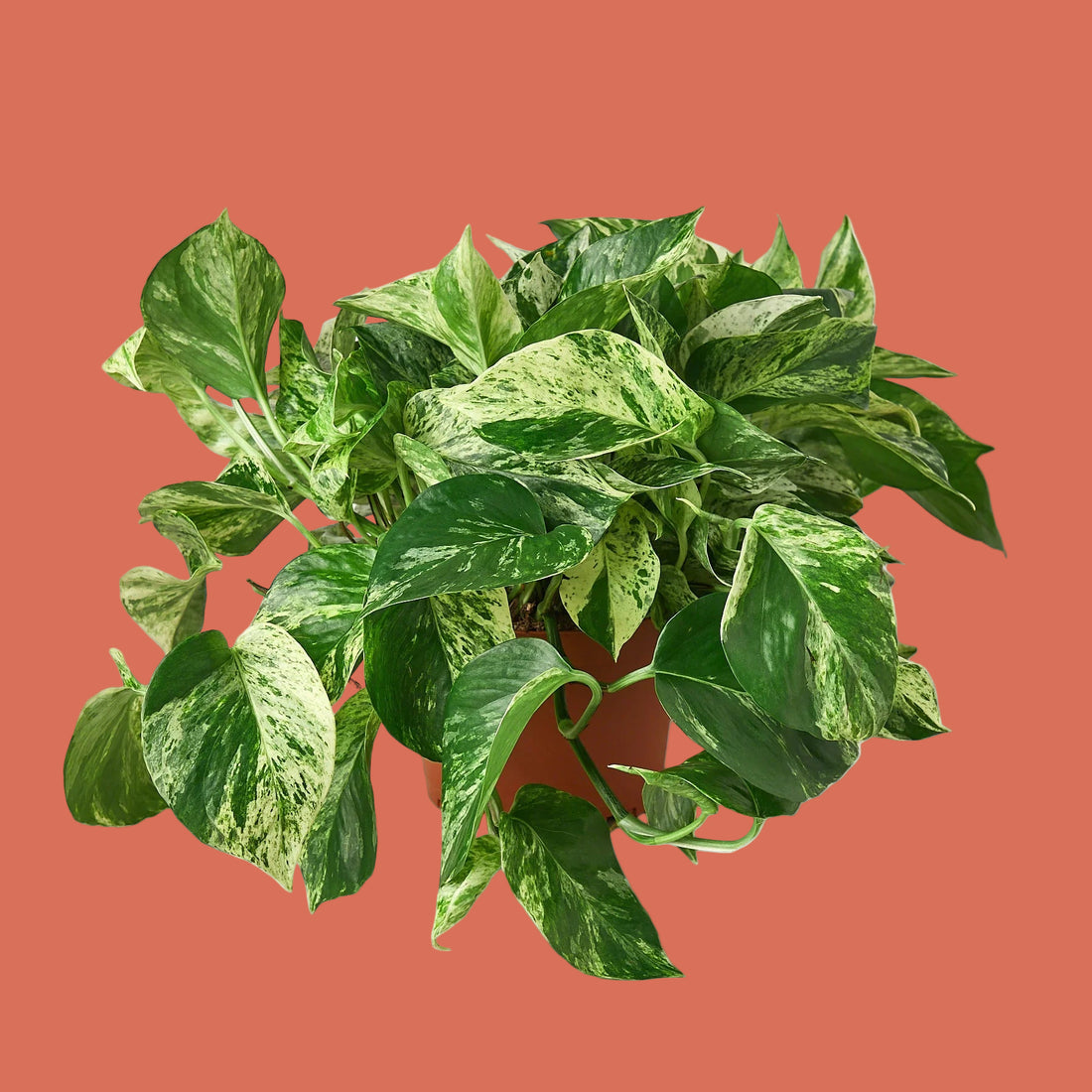 Potted Pothos Marble Queen plant with green leaves on a terracotta background by House of Agave.