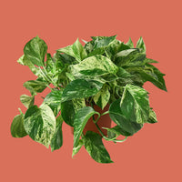 Potted Pothos Marble Queen plant with green leaves on a terracotta background by House of Agave.