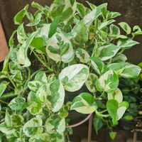 Variegated green and white leaves of a Pothos N'Joy houseplant against a neutral background.